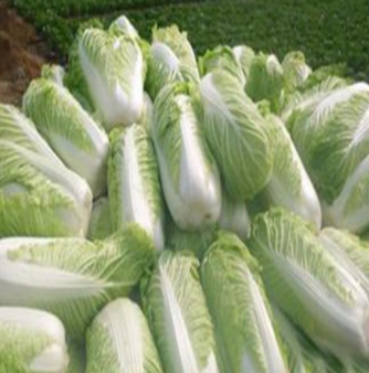 优质白菜+绿色蔬菜，安全放心菜就在民生源蔬菜图2
