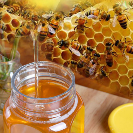 阿忠天然深山土蜂蜜农家自产加散装瓶罐装野生蜂蜜批发厂家500g