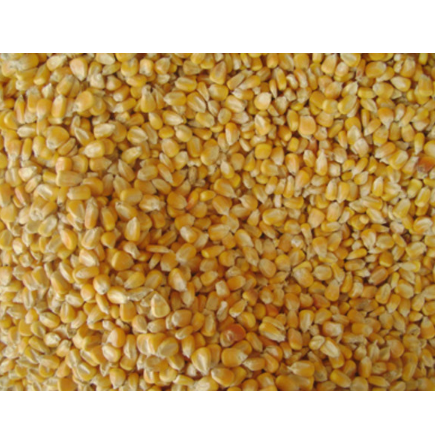 常年供应优质玉米 最新高产小麦