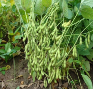 供应 新鲜有机 青毛豆 绿毛豆 毛豆荚 生毛豆 带壳青豆图3