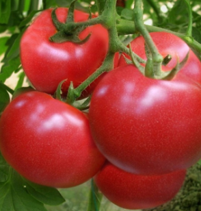 昌兴果蔬供应新鲜西红柿
