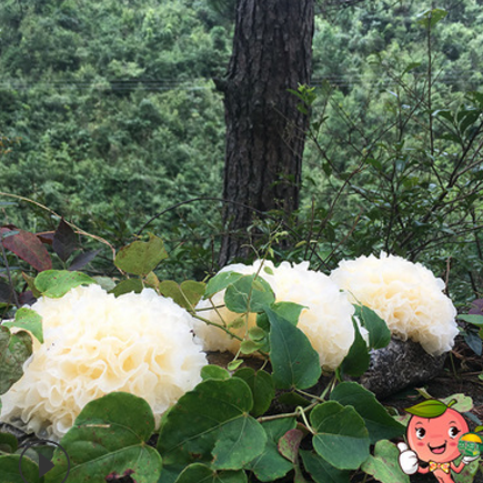 产地直供 古田新鲜白木耳 新鲜银耳 雪耳 活耳散装批发图2