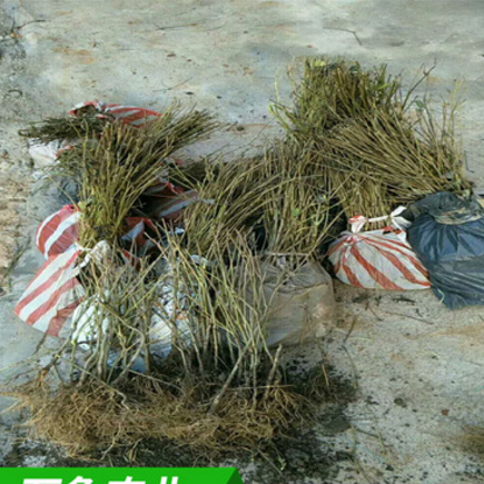 蓝焦果，猫屎瓜，猫耳屎，蓝香焦，野香焦一年苗出售！图3