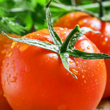 供应 自然熟西红柿 新鲜水果蔬菜番茄粉柿子