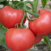 供应 农家西红柿洋柿子番茄新鲜蔬菜水果宝宝孕妇辅食