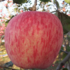 红富士苹果水果批发75mm10斤包邮 新鲜多汁一件代发诚招代理