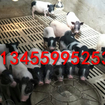 山东巴马香猪养殖场供应30斤的香猪 批发巴马香猪苗 活体包邮图2