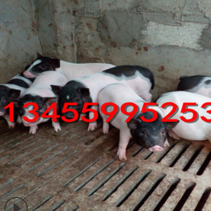 山东巴马香猪养殖场供应30斤的香猪 批发巴马香猪苗 活体包邮图3