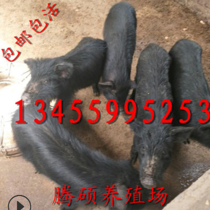 山东藏香猪养殖场供应藏香猪最新价格藏香猪养殖技术图2