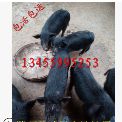 山东藏香猪养殖场供应藏香猪最新价格藏香猪养殖技术图3