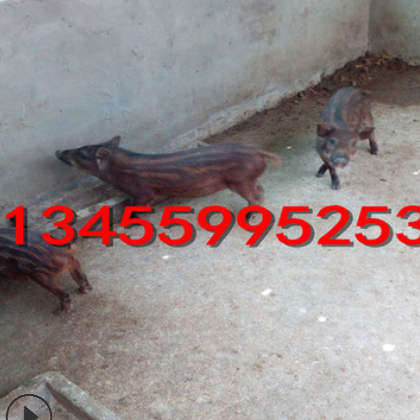 野猪种猪价格 野猪养殖技术 活体野猪苗包邮怎么运输图2