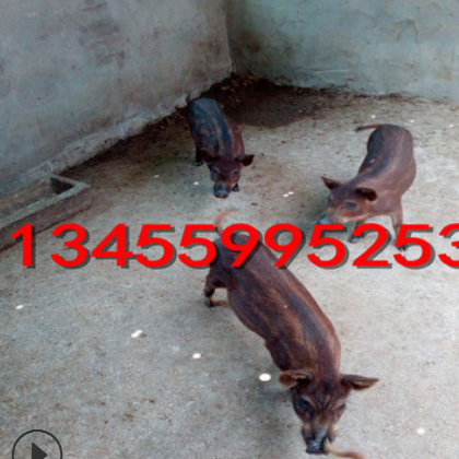 野猪种猪价格 野猪养殖技术 活体野猪苗包邮怎么运输图3