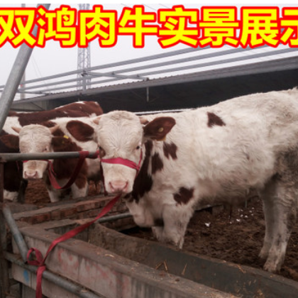 优质肉牛小牛犊全国包送 供应小鲁西黄牛 现在肉牛牛犊价格