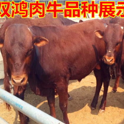 优质肉牛小牛犊全国包送 供应小鲁西黄牛 现在肉牛牛犊价格图2