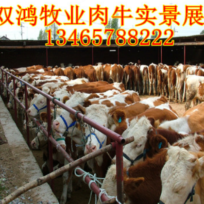 优质肉牛小牛犊全国包送 供应小鲁西黄牛 现在肉牛牛犊价格图3