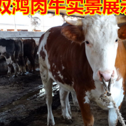 小牛改良1-3代西门塔尔牛肉牛小牛犊，牛犊养殖小牛价格多少钱图3