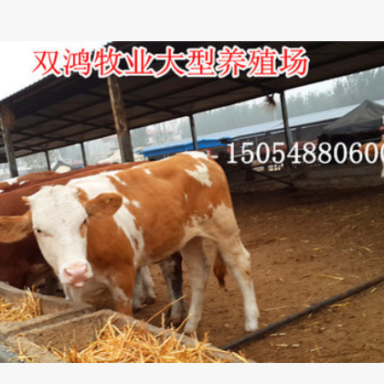现在鲁西黄牛肉牛价格 西门塔尔牛杂交改良牛养殖 全国快速运输图2