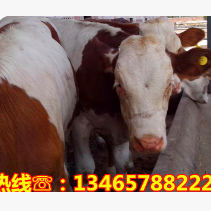 现在鲁西黄牛肉牛价格 西门塔尔牛杂交改良牛养殖 全国快速运输图3