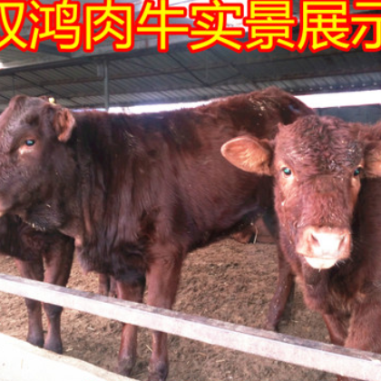 现在鲁西黄牛肉牛三元杂交牛 西门塔尔牛 厂家直销快速送货到家图2