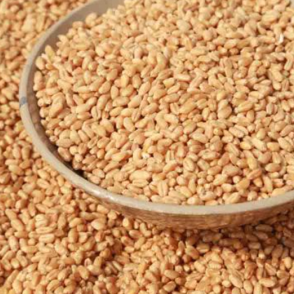 厂家直销小麦 酿酒原料 五谷杂粮 农家饲料小麦粒 袋装50kg