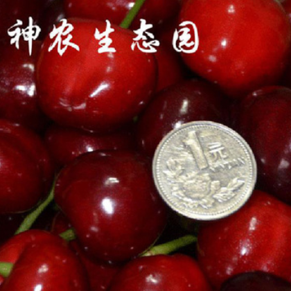 铜川市神农生态农业有限公司 大樱桃 个大味美 质量保障图2