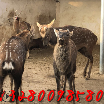 小鹿崽的价格 种公鹿 观赏梅花鹿 到山东梅花鹿养殖场 提供技术图3