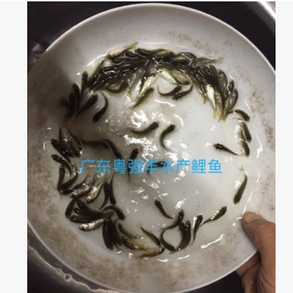 鱼苗批发 鲤鱼苗大量供应 淡水鱼类种苗批发图2