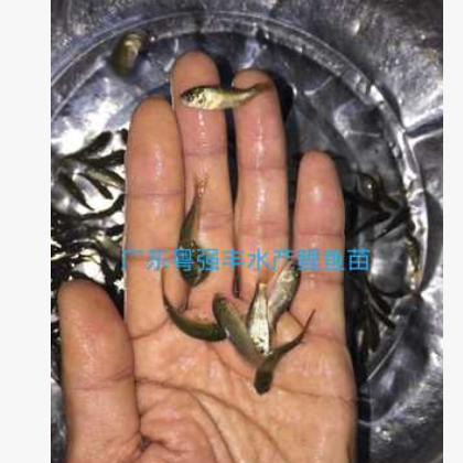 鱼苗批发 鲤鱼苗大量供应 淡水鱼类种苗批发图3