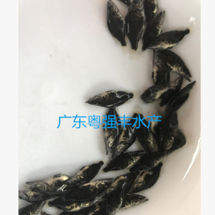 鱼苗 广东桂花鱼苗批发 大量桂花鱼苗出售 优质鱼苗活体