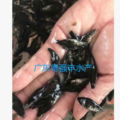 鱼苗 广东桂花鱼苗批发 大量桂花鱼苗出售 优质鱼苗活体图2
