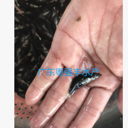 鱼苗 广东桂花鱼苗批发 大量桂花鱼苗出售 优质鱼苗活体图3