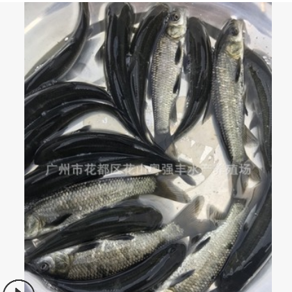 淡水青鱼苗批发 优质黑鲩鱼苗供应 鱼苗活体出售