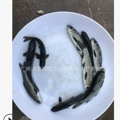 淡水青鱼苗批发 优质黑鲩鱼苗供应 鱼苗活体出售图2