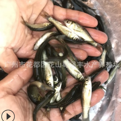 淡水青鱼苗批发 优质黑鲩鱼苗供应 鱼苗活体出售图3