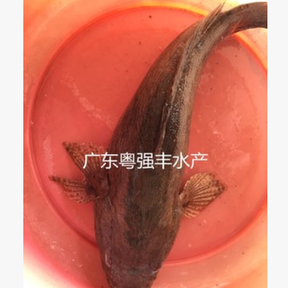 广东笋壳鱼苗批发 淡水优质笋壳鱼苗供应 各种淡水鱼苗出售
