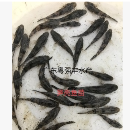 广东笋壳鱼苗批发 淡水优质笋壳鱼苗供应 各种淡水鱼苗出售图2