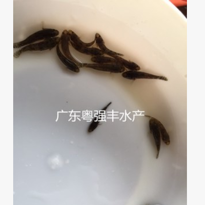 广东笋壳鱼苗批发 淡水优质笋壳鱼苗供应 各种淡水鱼苗出售图3