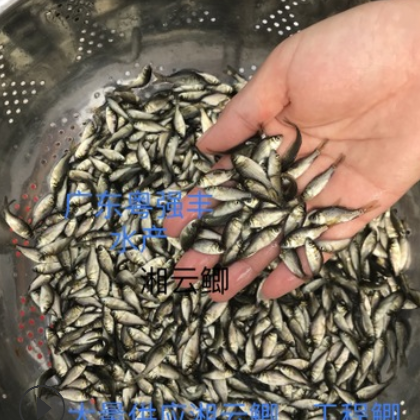 广东湘云鲫鱼苗批发 淡水鲫鱼苗出售 大量鲫鱼苗供应图2