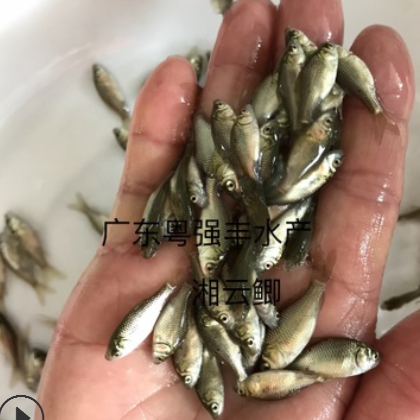 广东湘云鲫鱼苗批发 淡水鲫鱼苗出售 大量鲫鱼苗供应图3