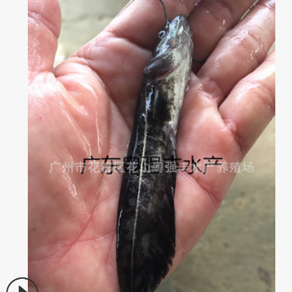 广东淡水鱼苗养殖 优质胡子鲶鱼苗批发 鲶鱼苗供应图3