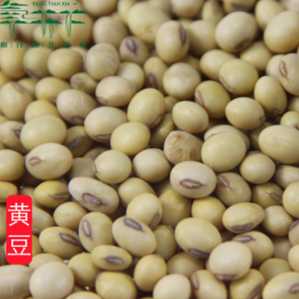批发精选大豆原产地供应黄豆 豆浆原料专用五谷杂粮袋装