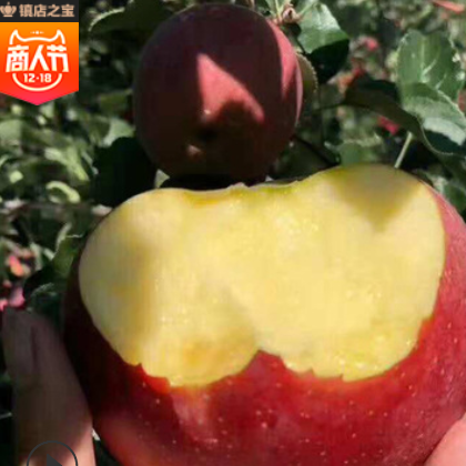 大沙河现采现摘新鲜冰糖心苹果8斤装 红富士基地产地直供水果批发