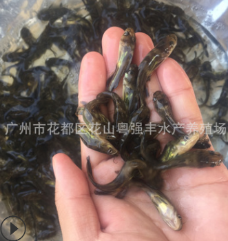 大量黄骨鱼苗批发 黄桑鱼苗活体供应 淡水鱼苗批发