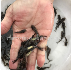 大量黄骨鱼苗批发 黄桑鱼苗活体供应 淡水鱼苗批发图3