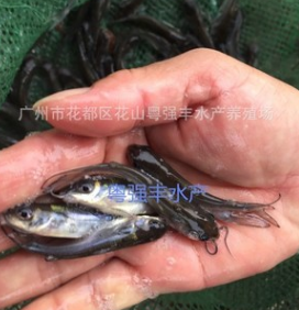斑点叉美鱼苗批发 淡水鱼类出售 叉美鱼苗供应图2