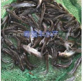斑点叉美鱼苗批发 淡水鱼类出售 叉美鱼苗供应图3