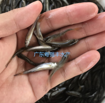 优质银鳕鱼苗批发 淡水鱼苗批发 银鳕鱼苗活体出售图2