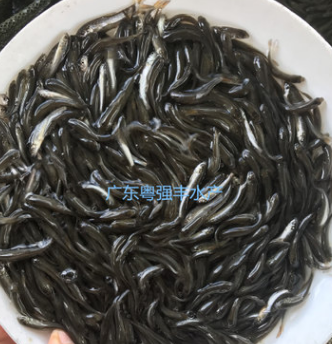 优质银鳕鱼苗批发 淡水鱼苗批发 银鳕鱼苗活体出售图3
