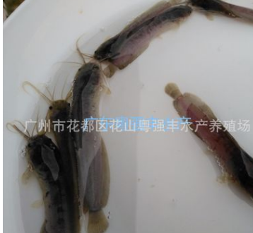 塘鲺鱼苗批发 胡子鲶鱼苗供应 淡水鱼苗批发图3