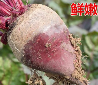 现挖甜菜根新鲜5斤装甜菜头紫菜红甜菜农家产品蔬菜红根菜头包邮图2